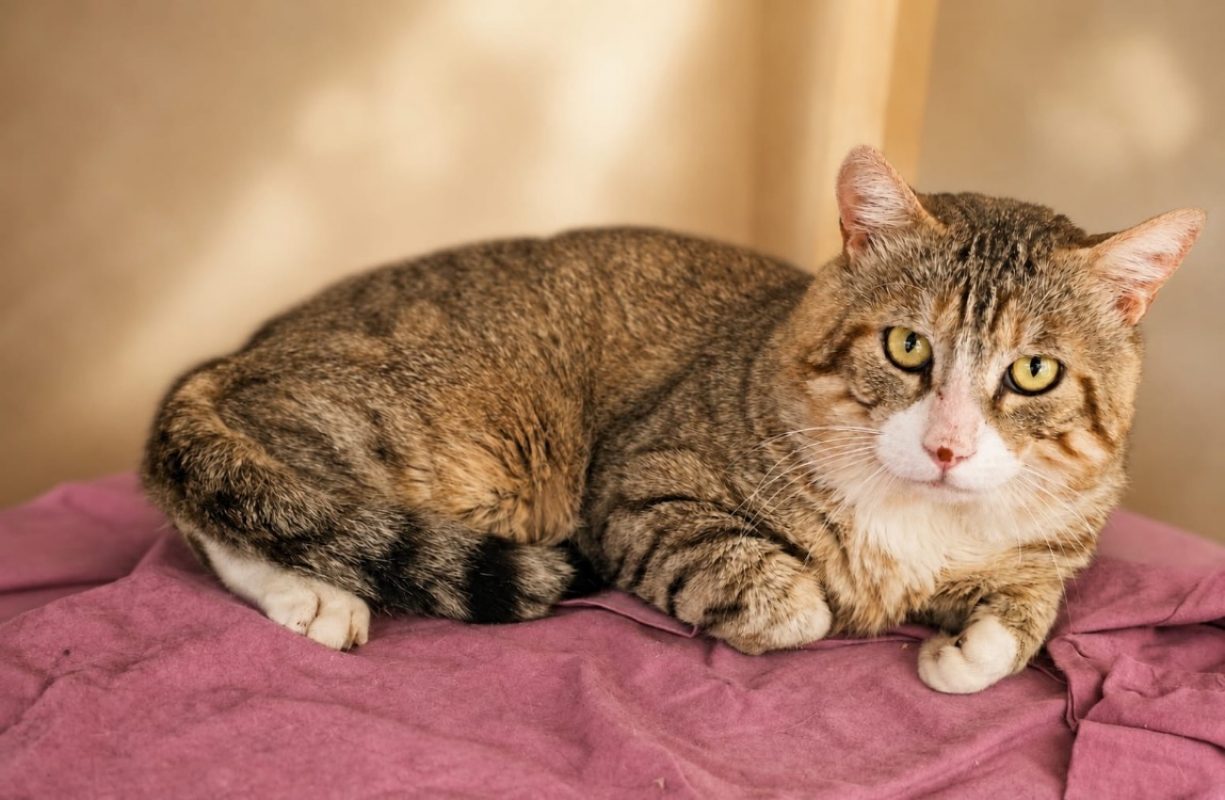 Bibouille - Chat Européen à adopter - photo 3