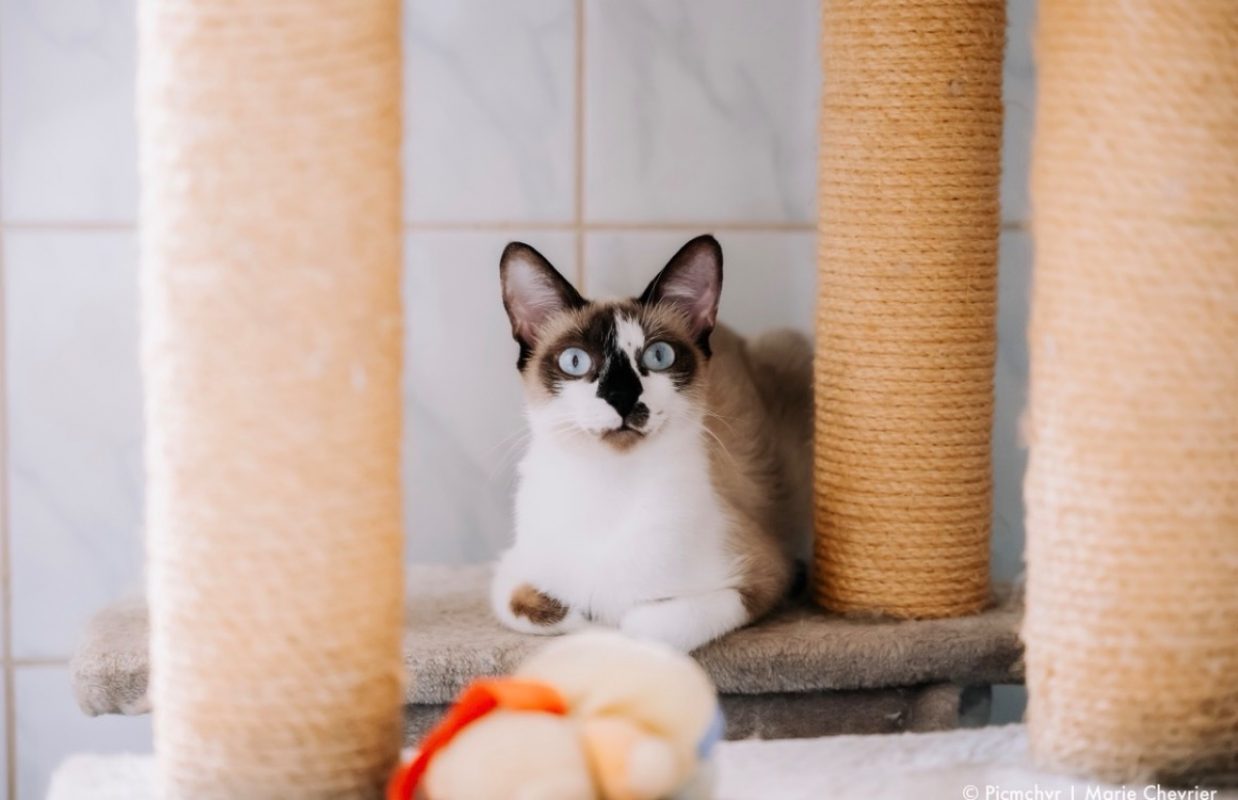 Fiona - Chat à adopter
