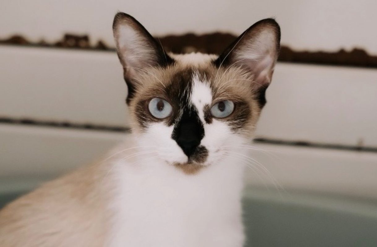 Fiona - Chat à adopter - photo 2