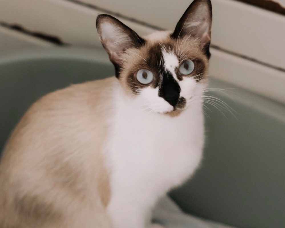 Fiona - Chat à adopter - photo 3