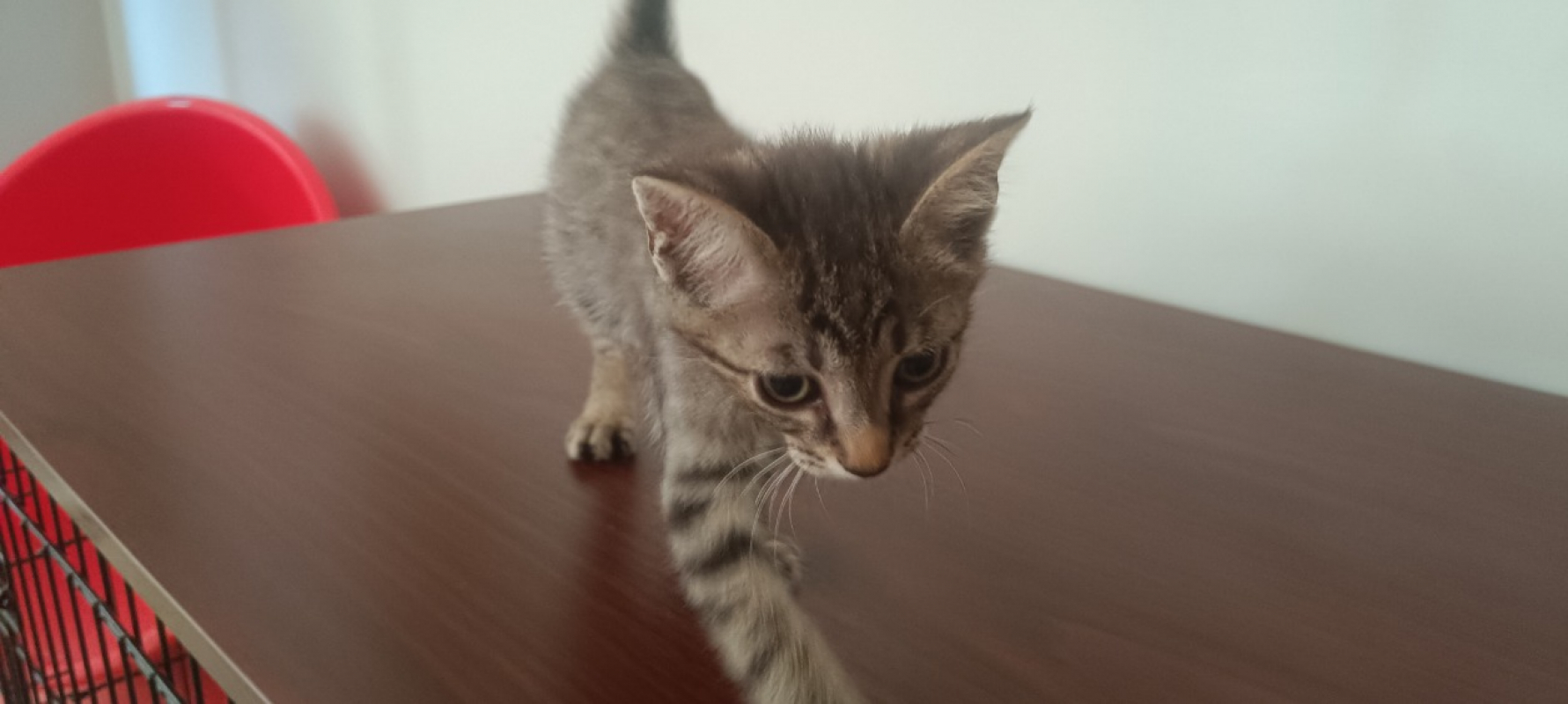 Photo de Balthazar