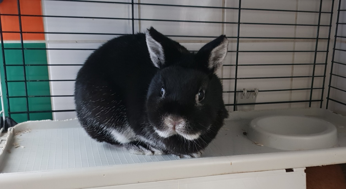 Photo #2 de Cleo