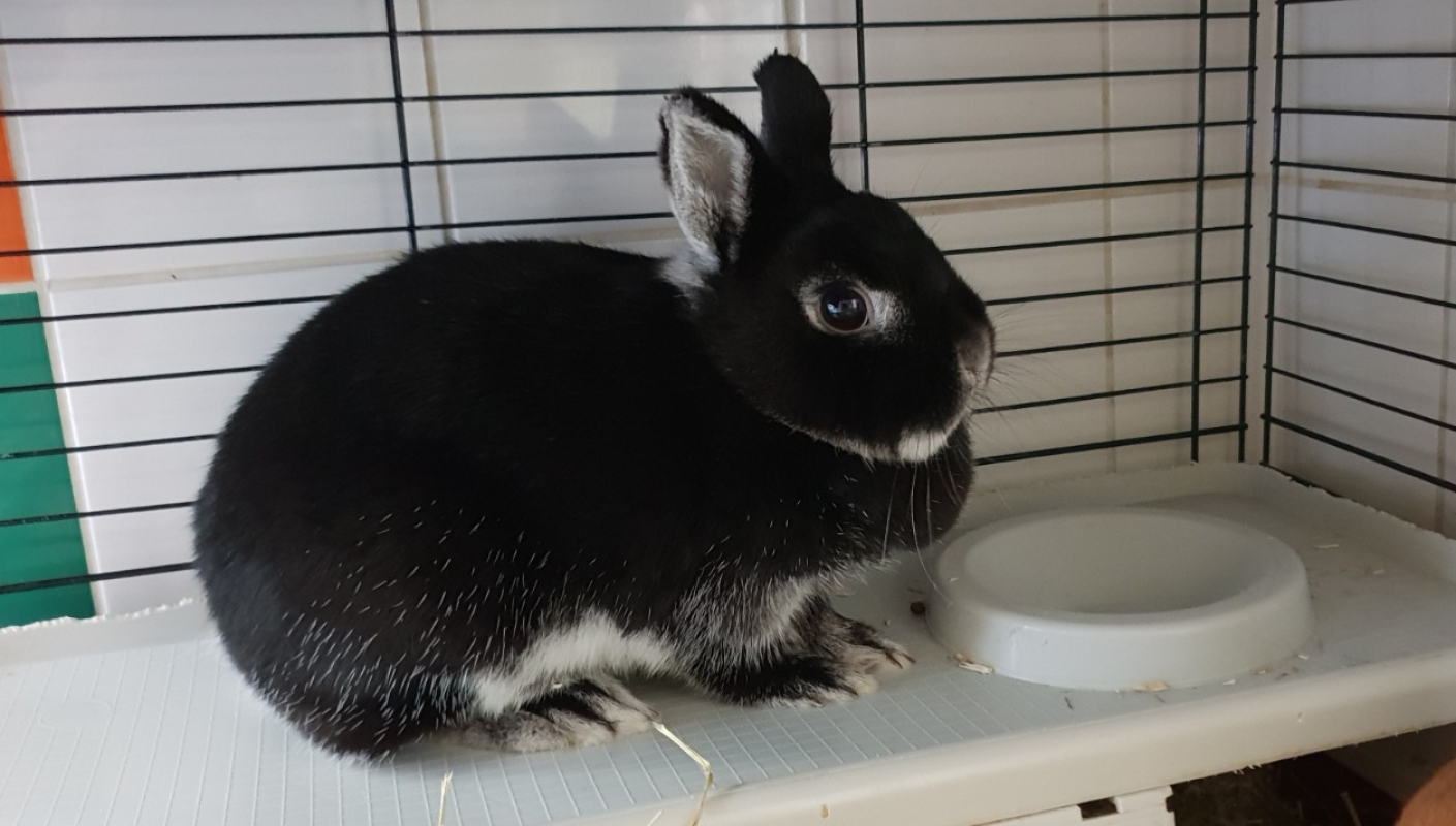 Photo #3 de Cleo