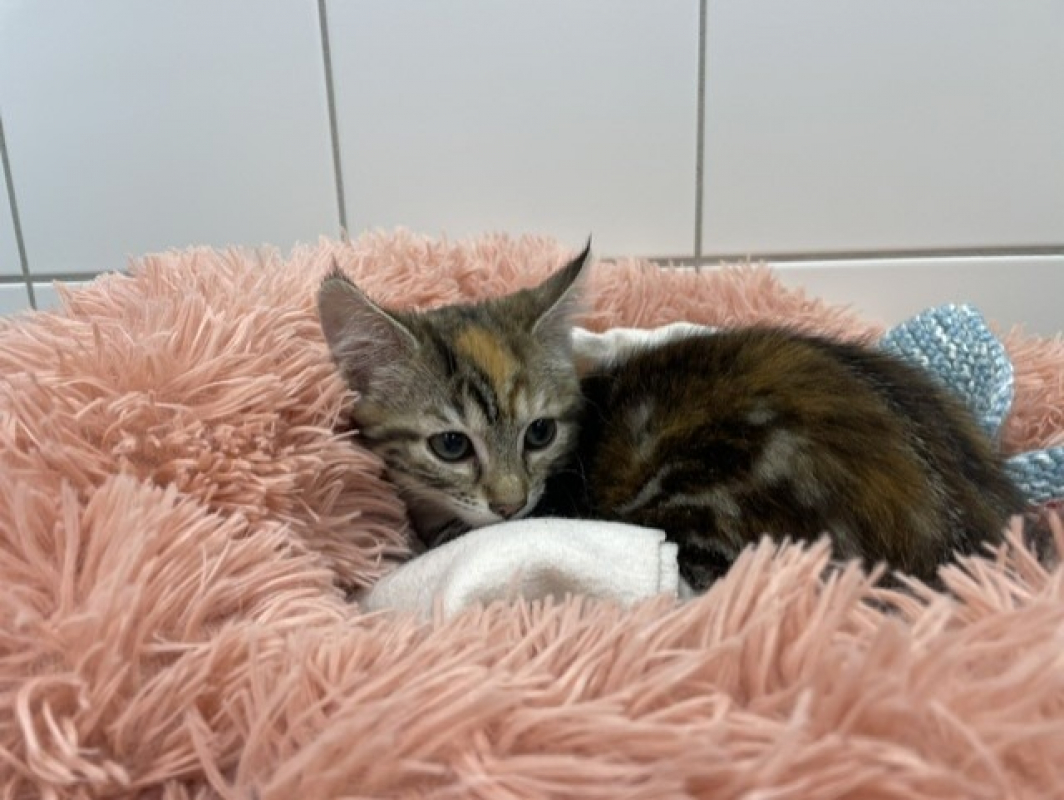 Photo de Katye