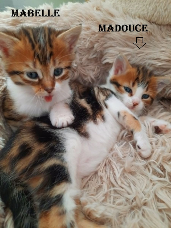 Photo #2 de MADOUCE