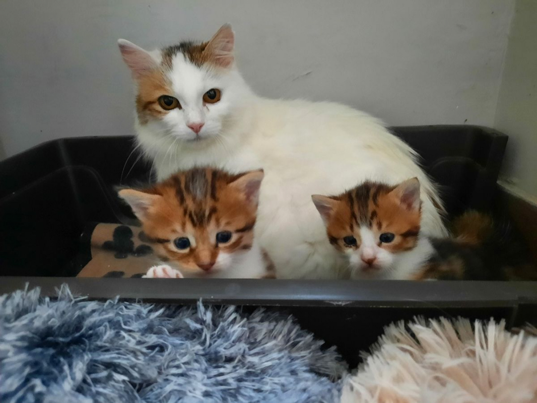 Photo #4 de MABELLE