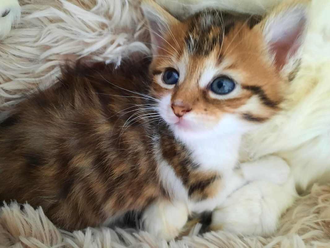 Photo #1 de MABELLE