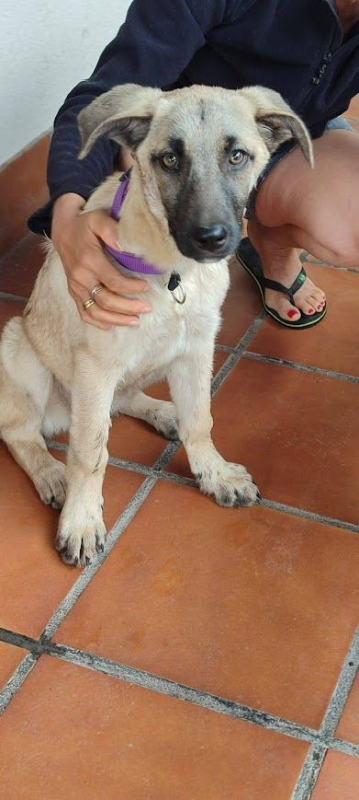 Photo #5 de TACA