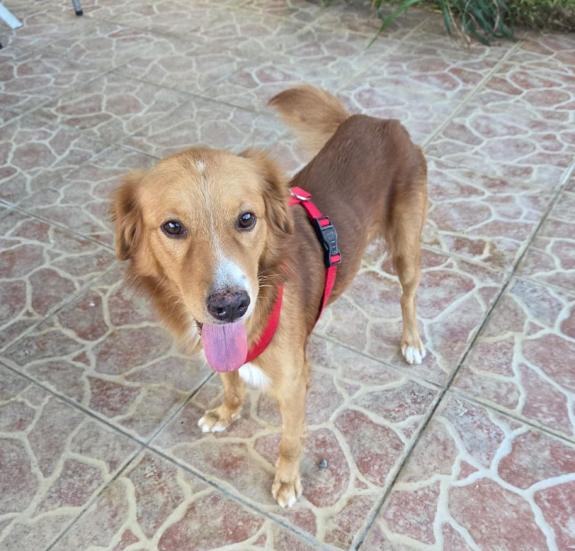 Photo #1 de ROMEO