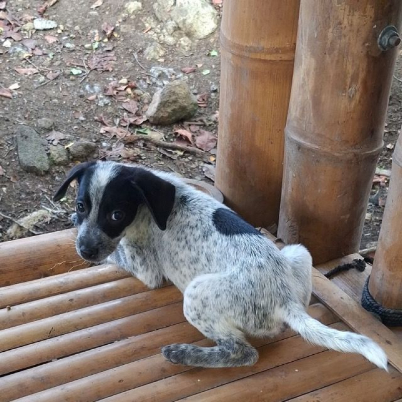 Photo #2 de MILOU