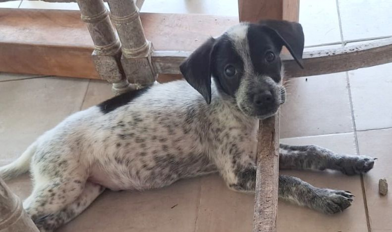 Photo #1 de MILOU