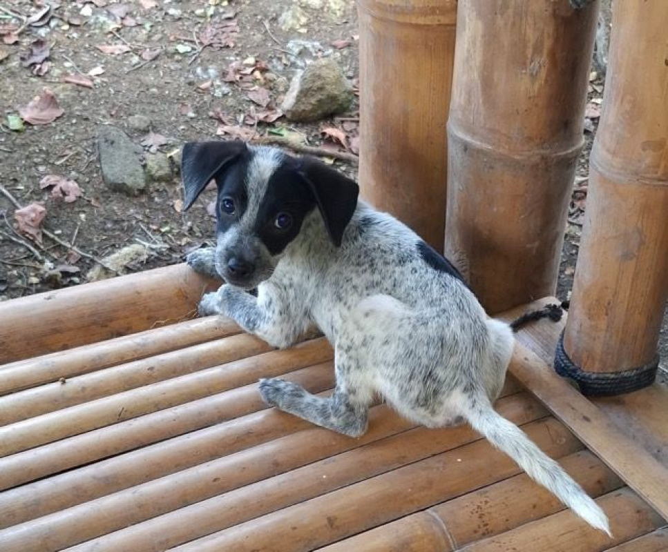 Photo #4 de MILOU