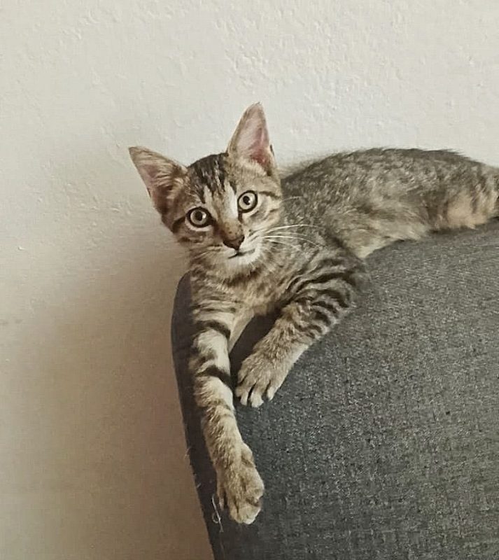 ZOE - Chat à adopter
