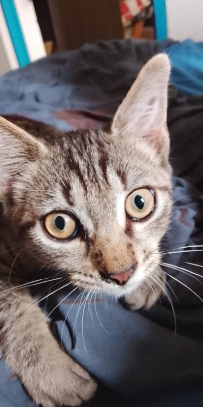 ZOE - Chat à adopter - photo 5