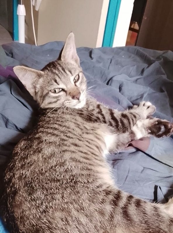ZOE - Chat à adopter - photo 2