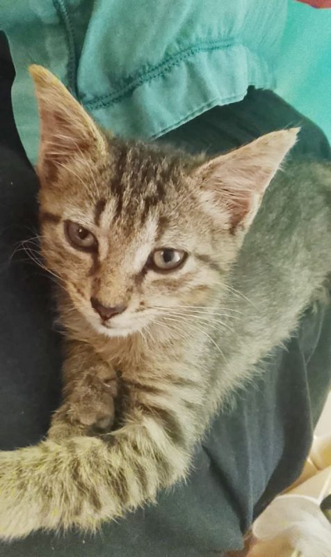 ZOE - Chat à adopter - photo 4
