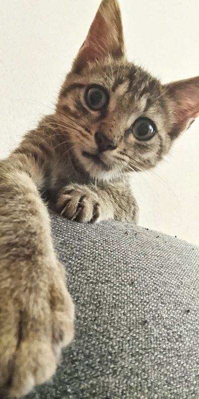 ZOE - Chat à adopter - photo 6