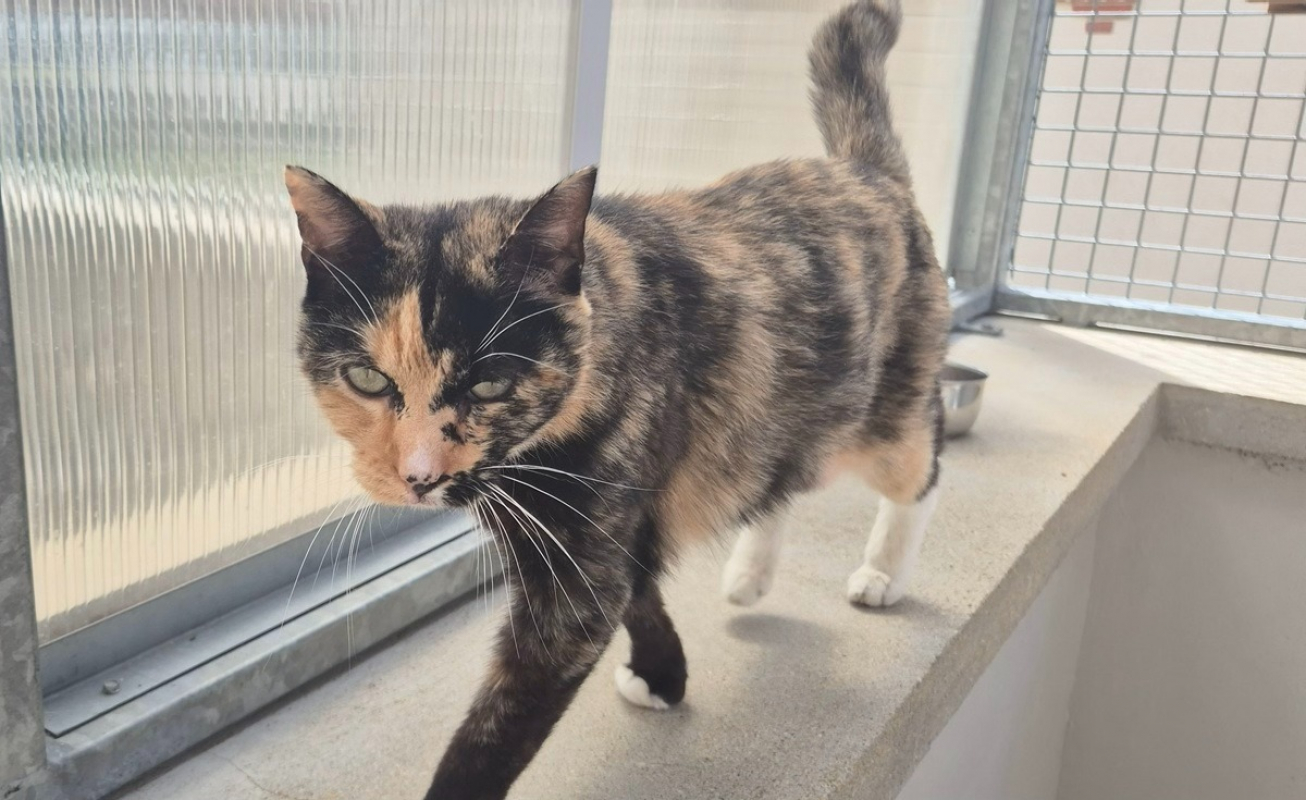 Photo #1 de Catlicious