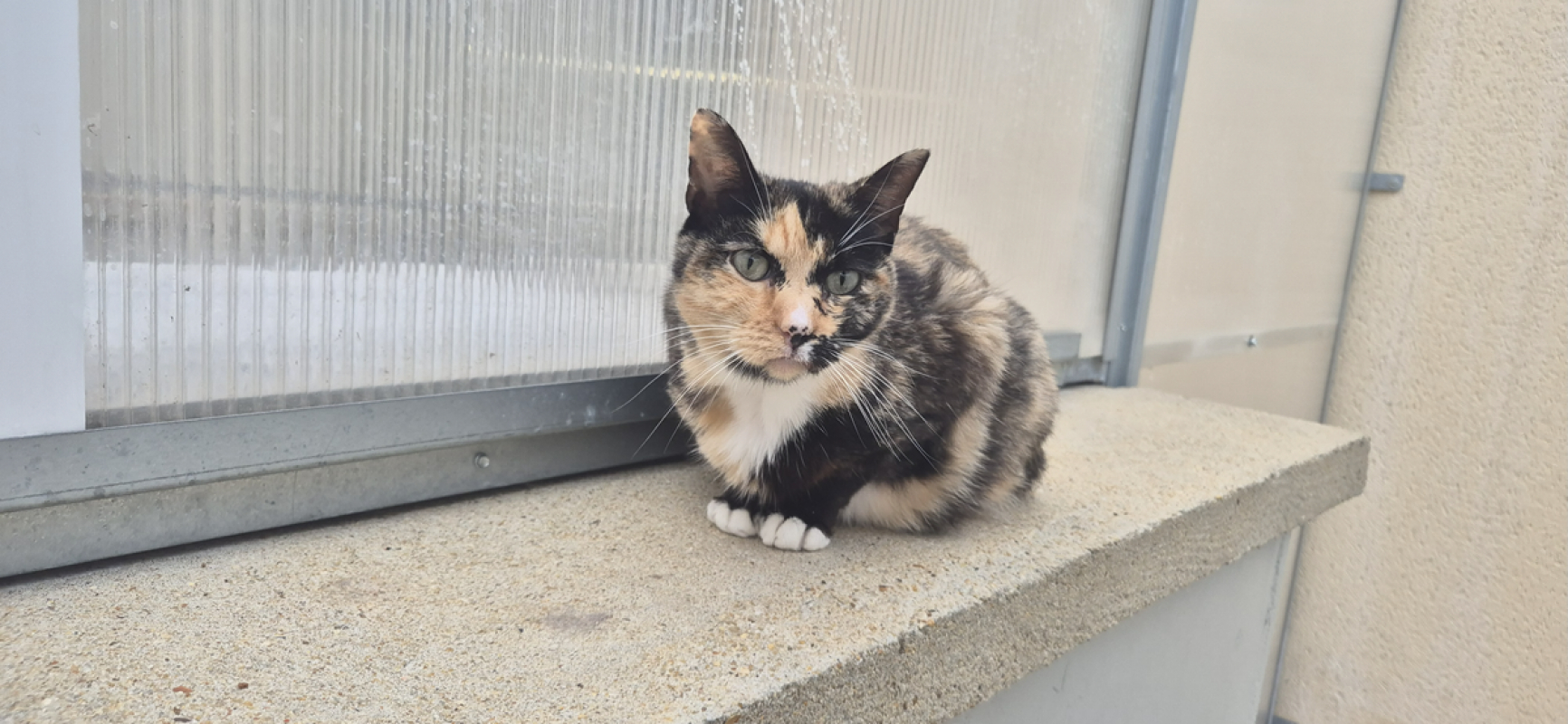 Photo #2 de Catlicious