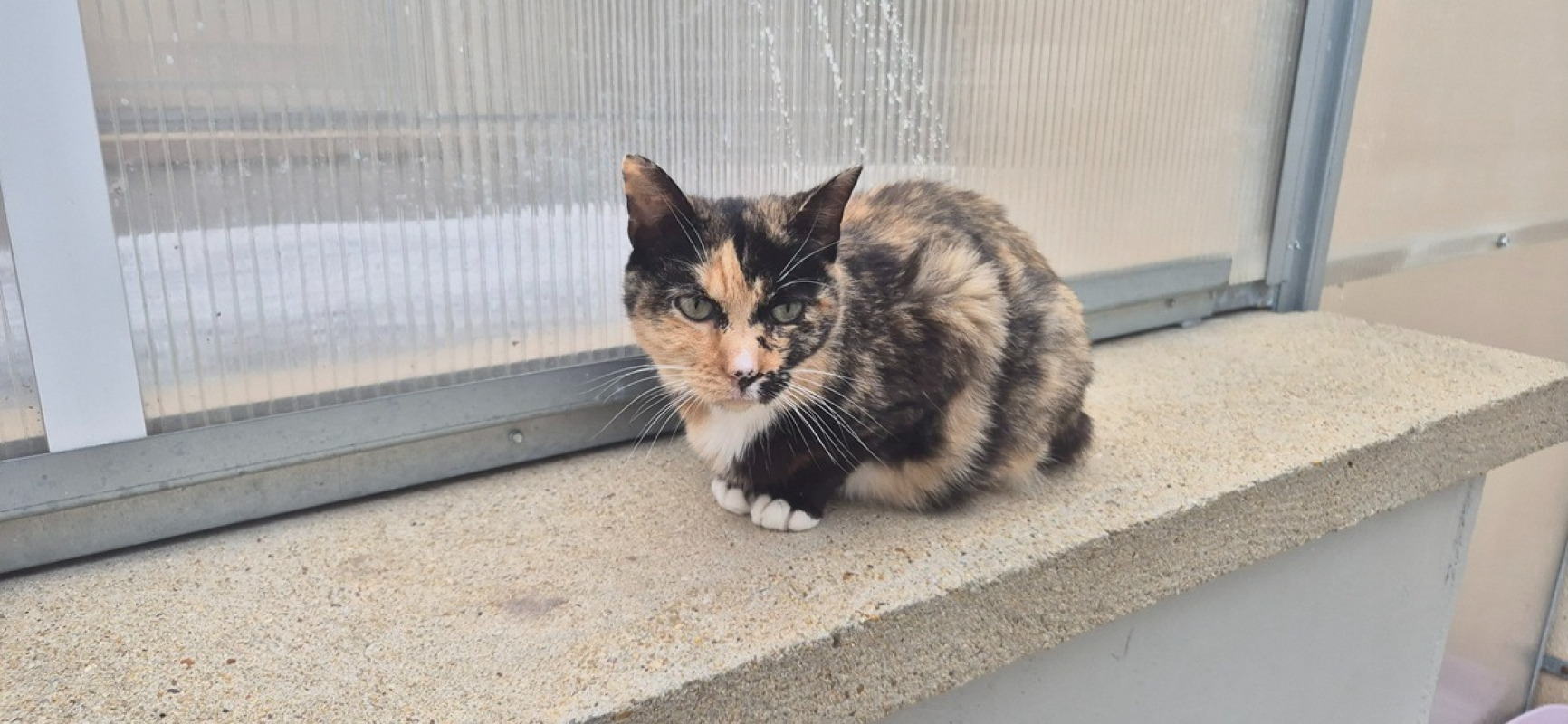 Photo #3 de Catlicious