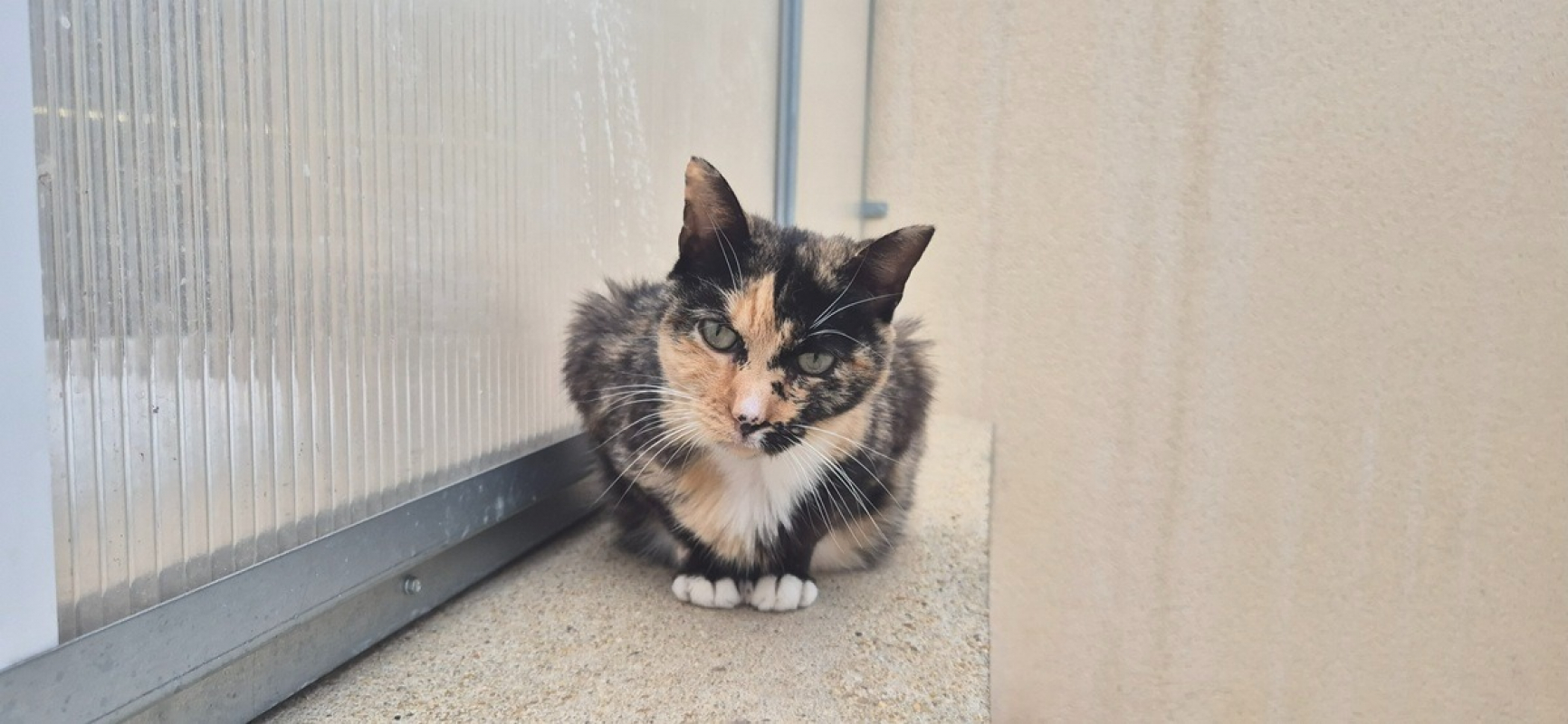 Photo #4 de Catlicious