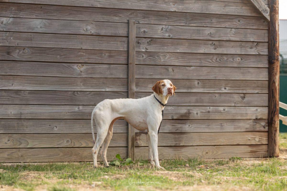 Taly - Chien Braque allemand à poil court à adopter