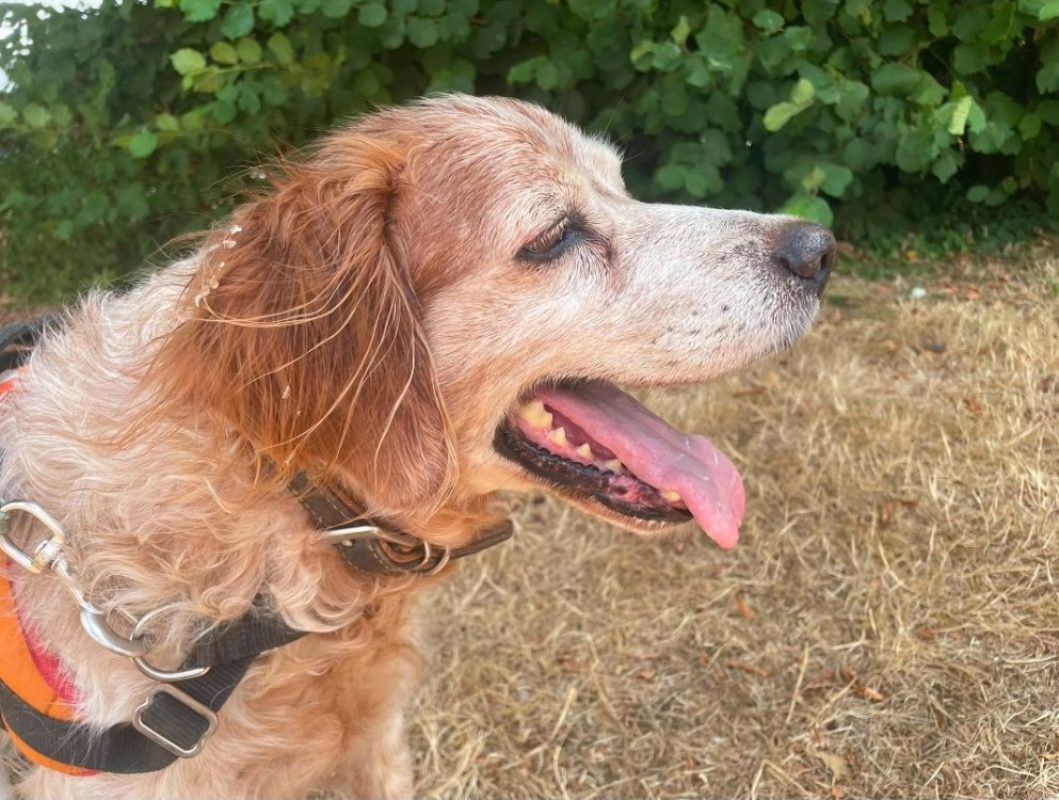 Phedon - Chien Epagneul Breton à adopter