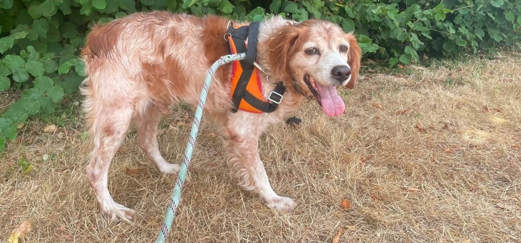 Phedon - Chien Epagneul Breton à adopter - photo 2