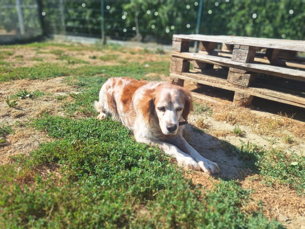 Phedon - Chien Epagneul Breton à adopter - photo 3