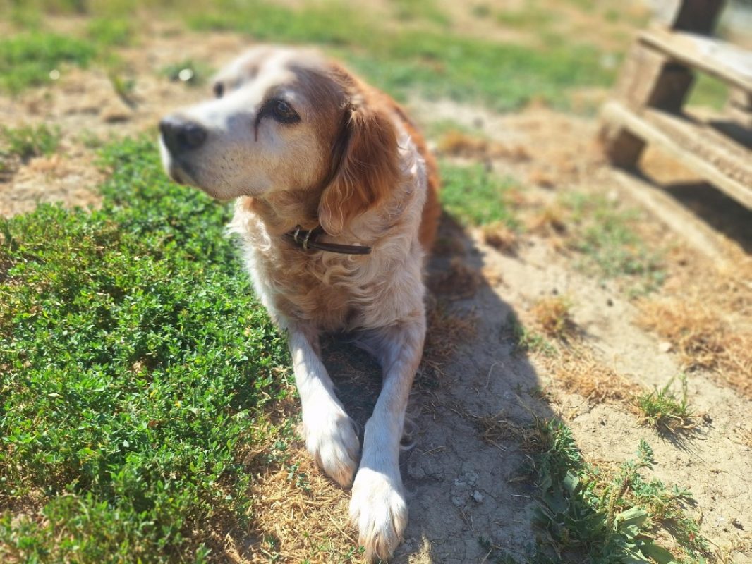 Phedon - Chien Epagneul Breton à adopter - photo 6