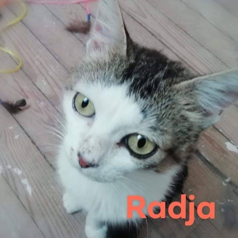 Photo de Radja