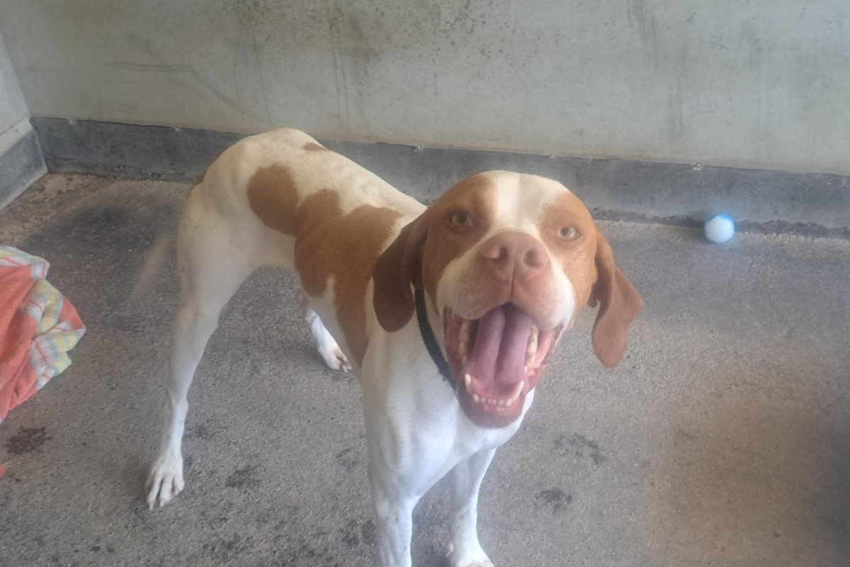Photo #1 de Tobby