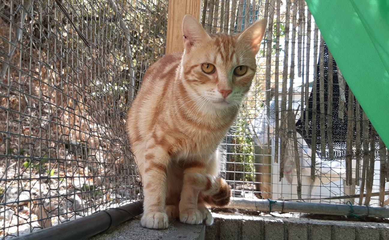 Ted - Chat Européen à adopter - photo 2