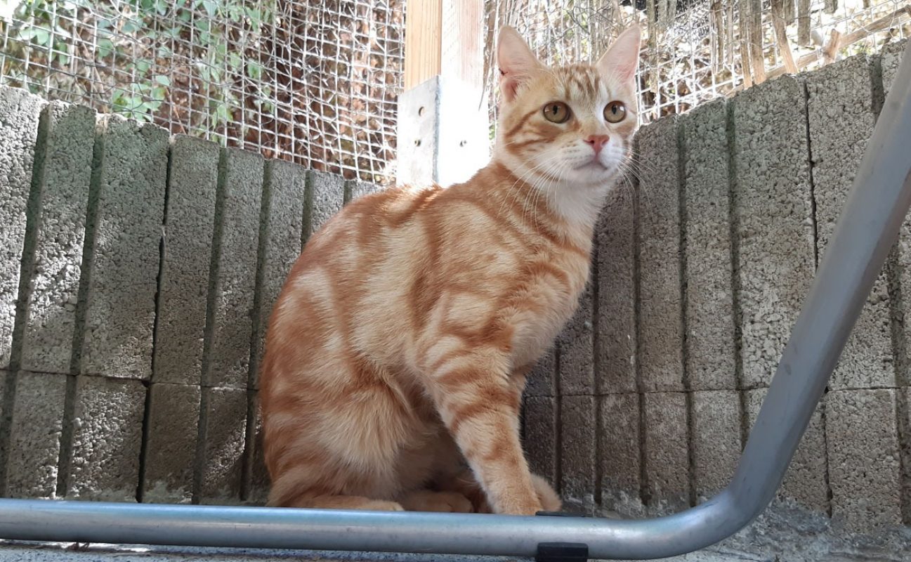 Ted - Chat Européen à adopter - photo 3