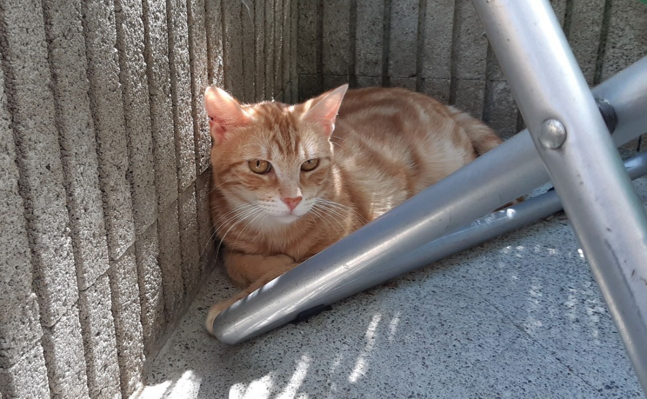 Ted - Chat Européen à adopter - photo 5