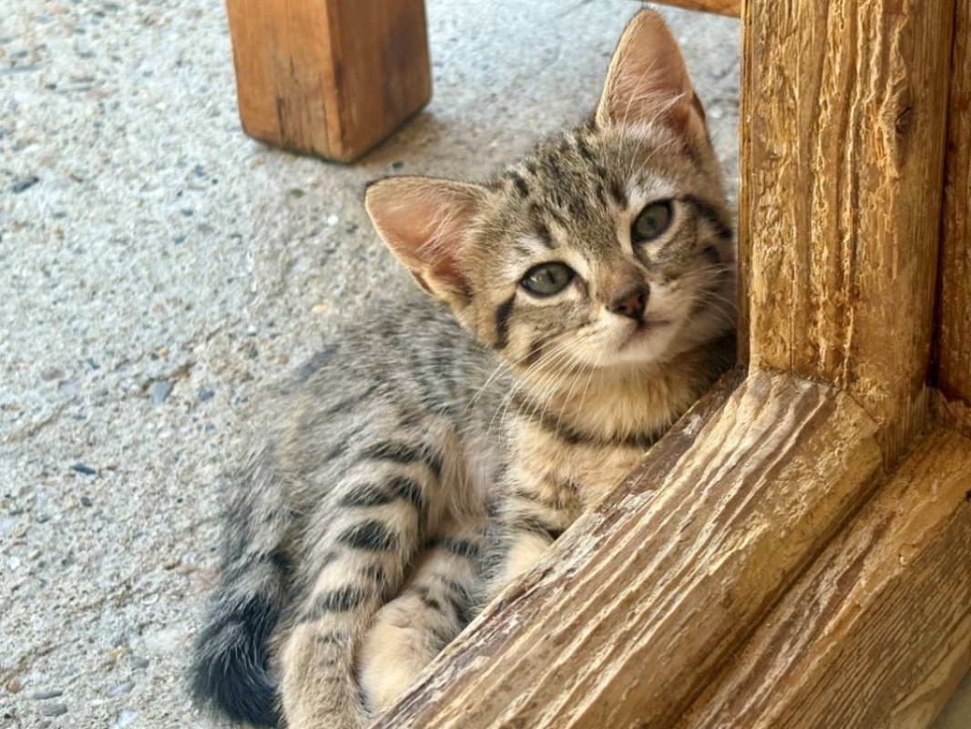 Photo #1 de Tora