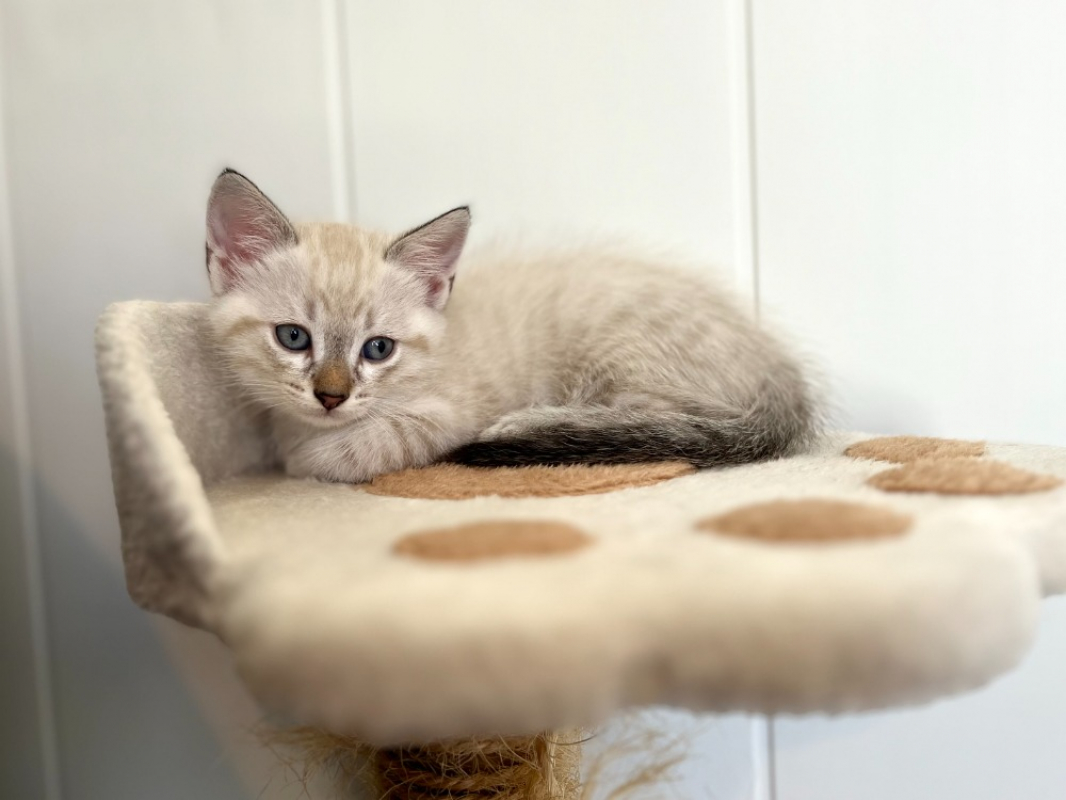 Photo de Snowy