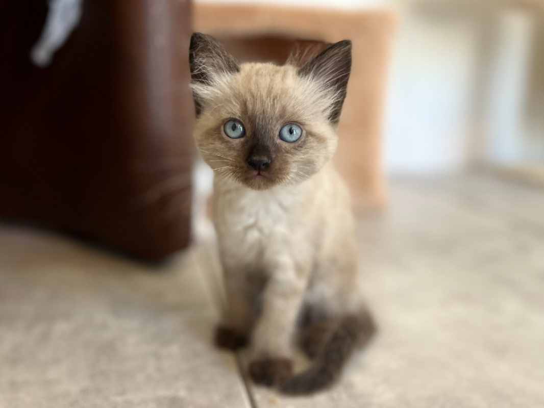 Photo de Pearl
