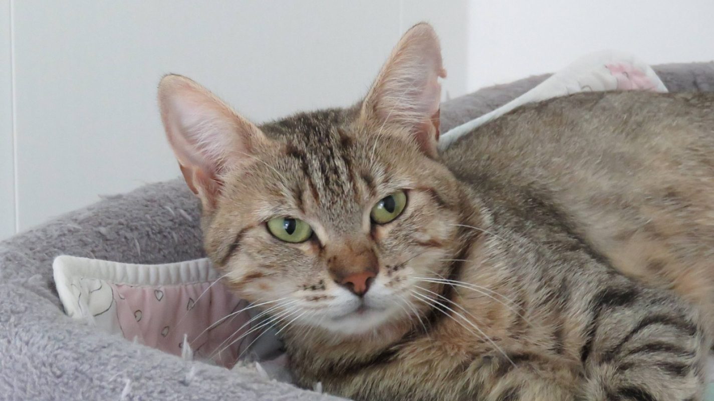 Anabelle - Chat Européen à adopter