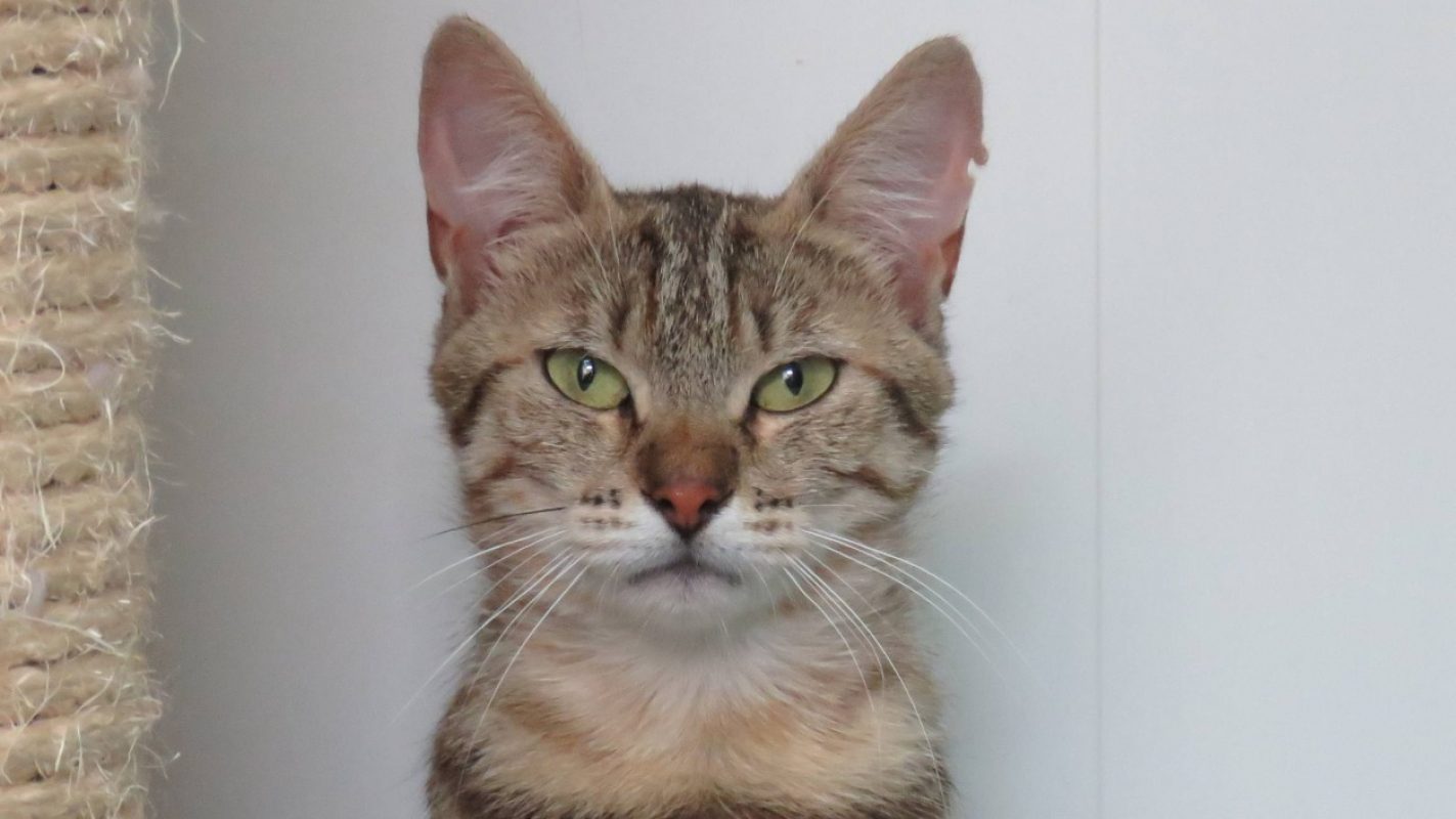 Anabelle - Chat Européen à adopter - photo 2