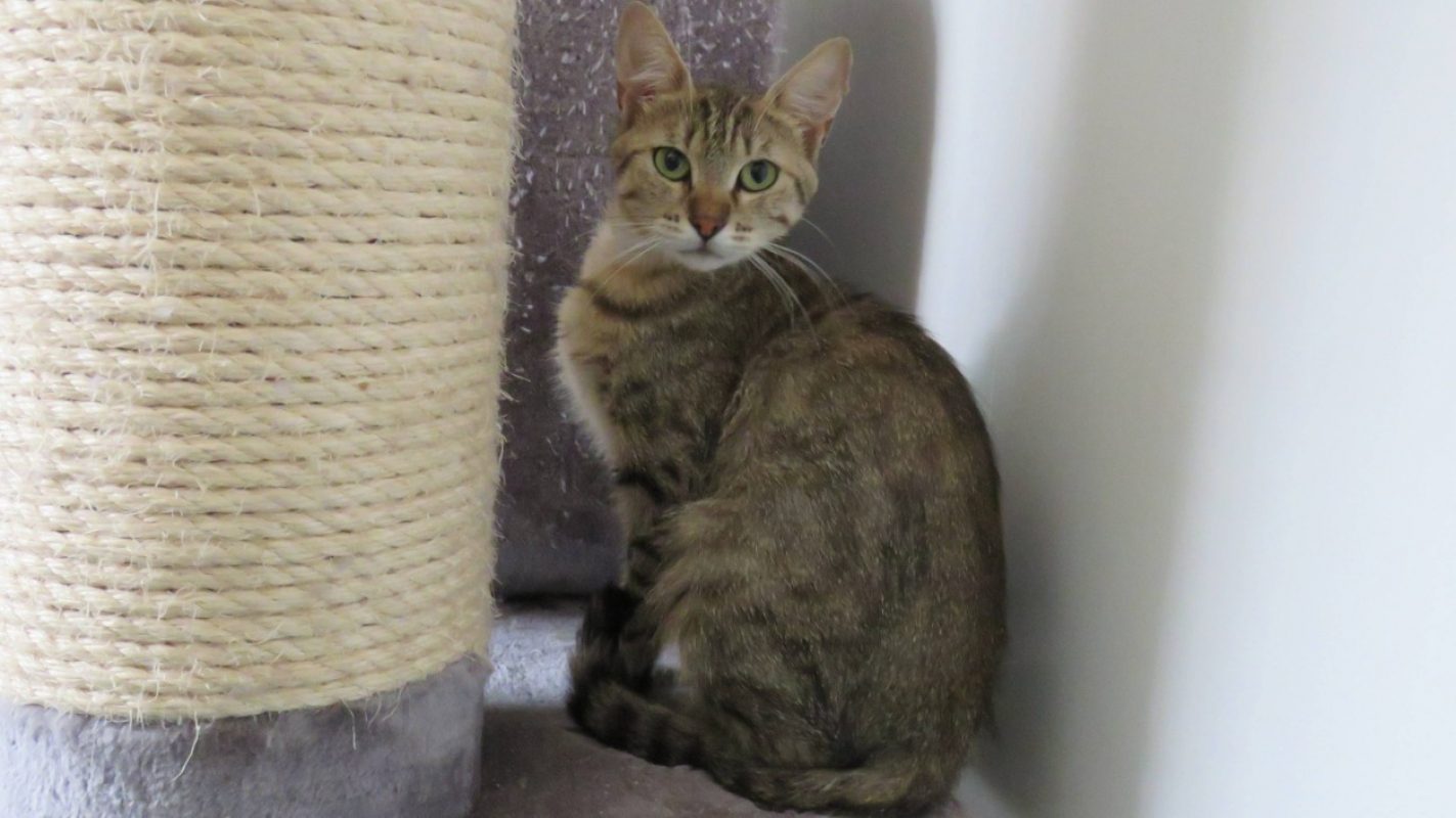 Anabelle - Chat Européen à adopter - photo 3