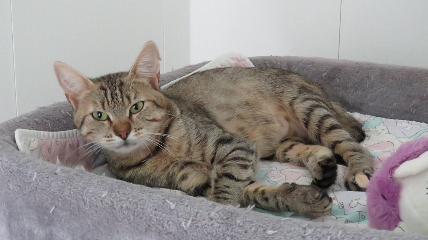 Anabelle - Chat Européen à adopter - photo 4