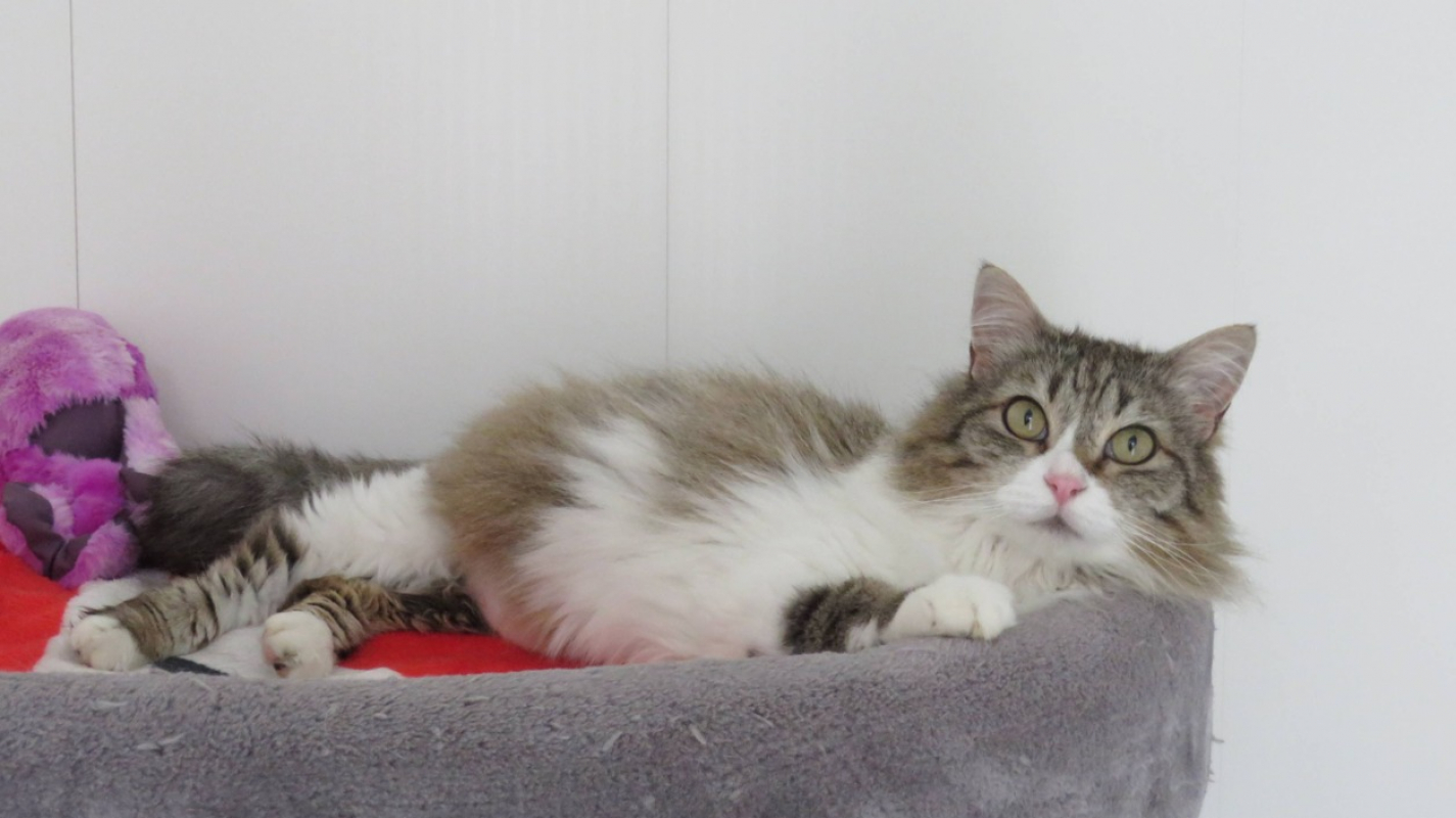 Photo #2 de Kinder