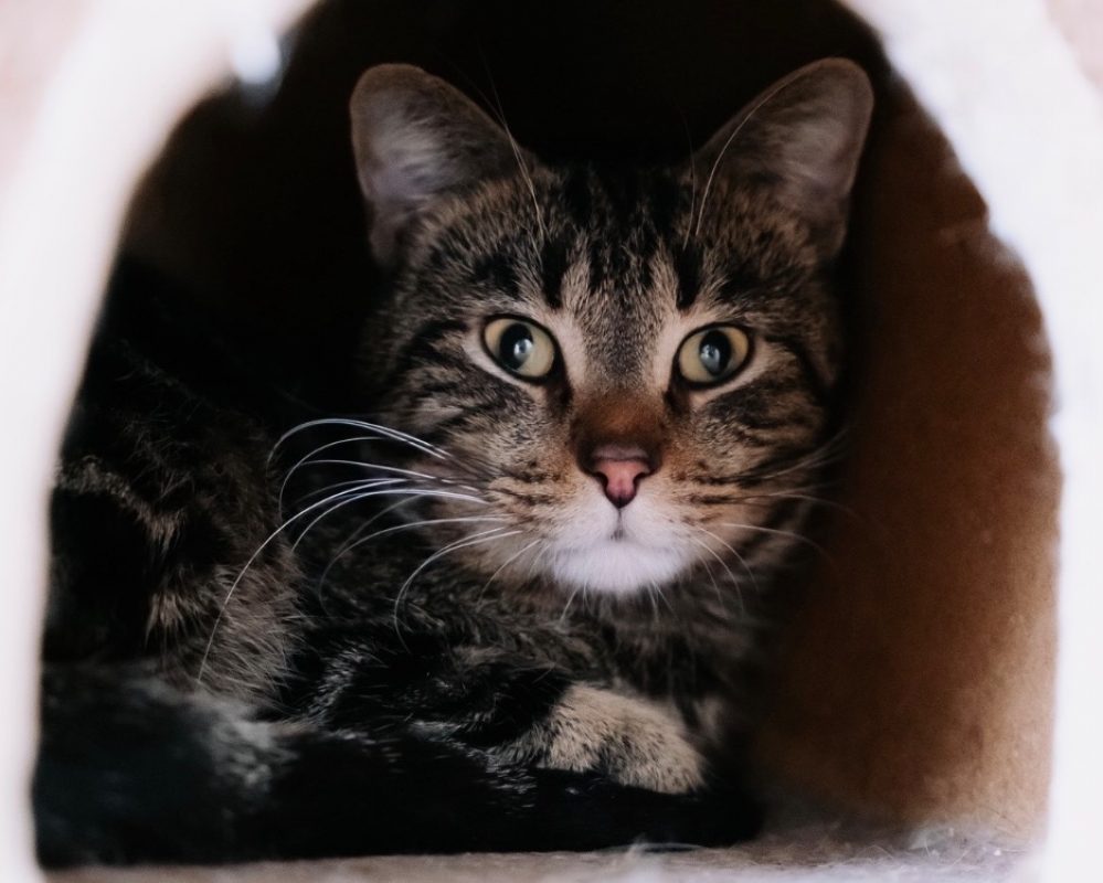 Moustache - Chat Européen à adopter