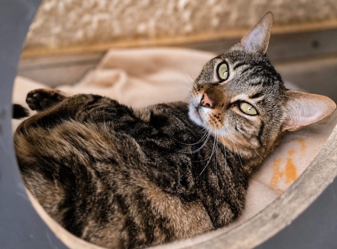 Moustache - Chat Européen à adopter - photo 2