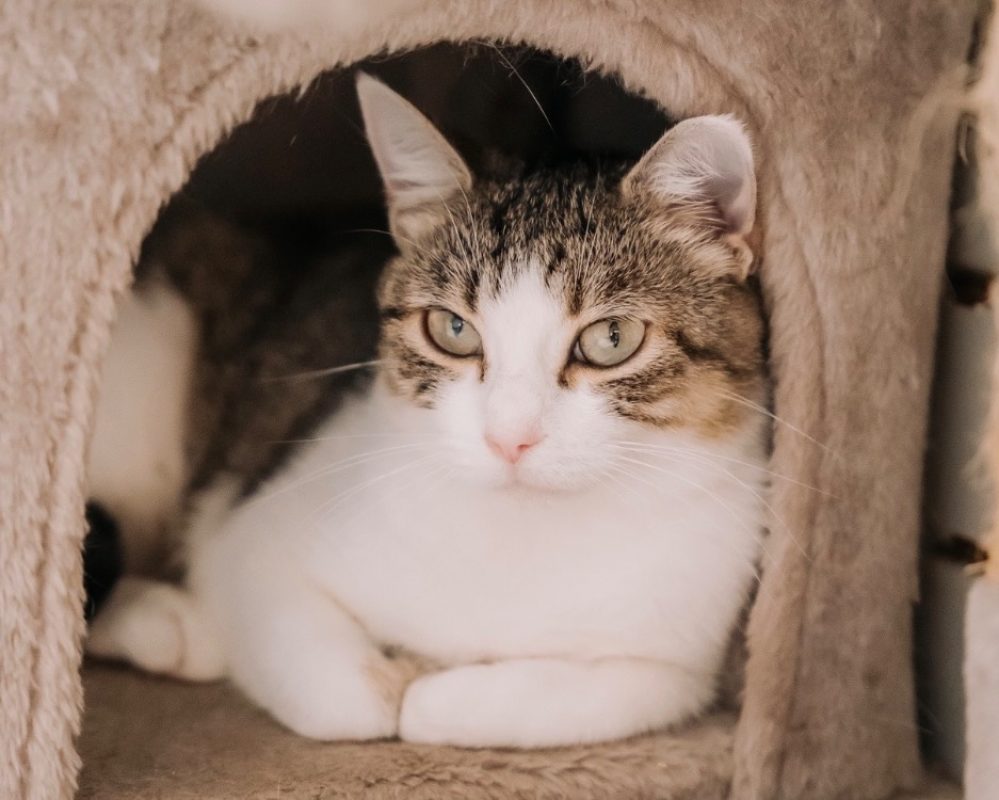 Liliane - Chat Européen à adopter