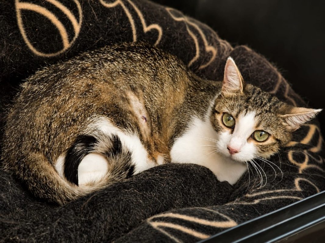 Liliane - Chat Européen à adopter - photo 2