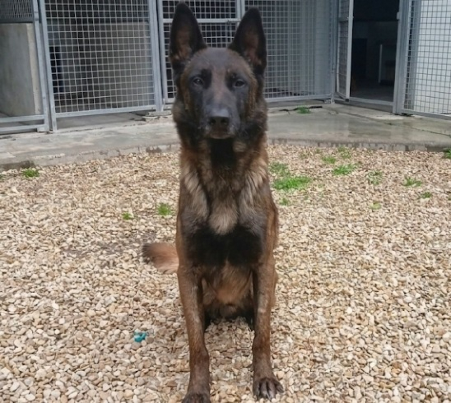 Photo #4 de Thor