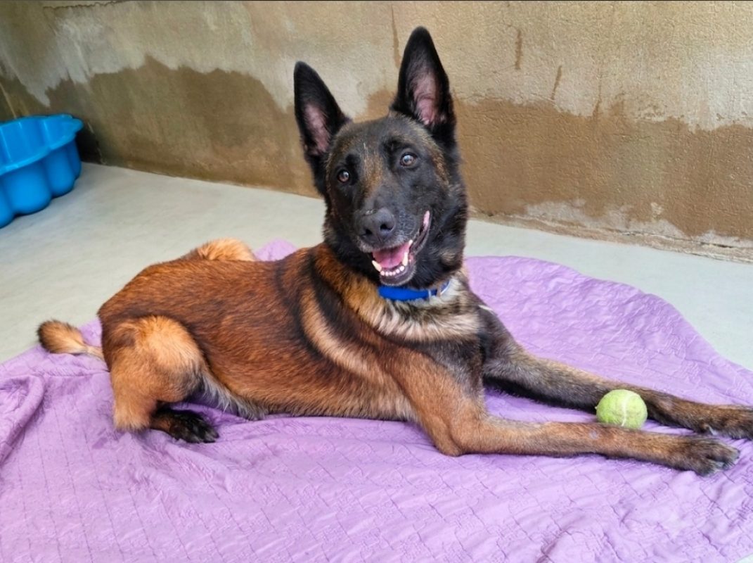 Thor reservé - Chien à adopter