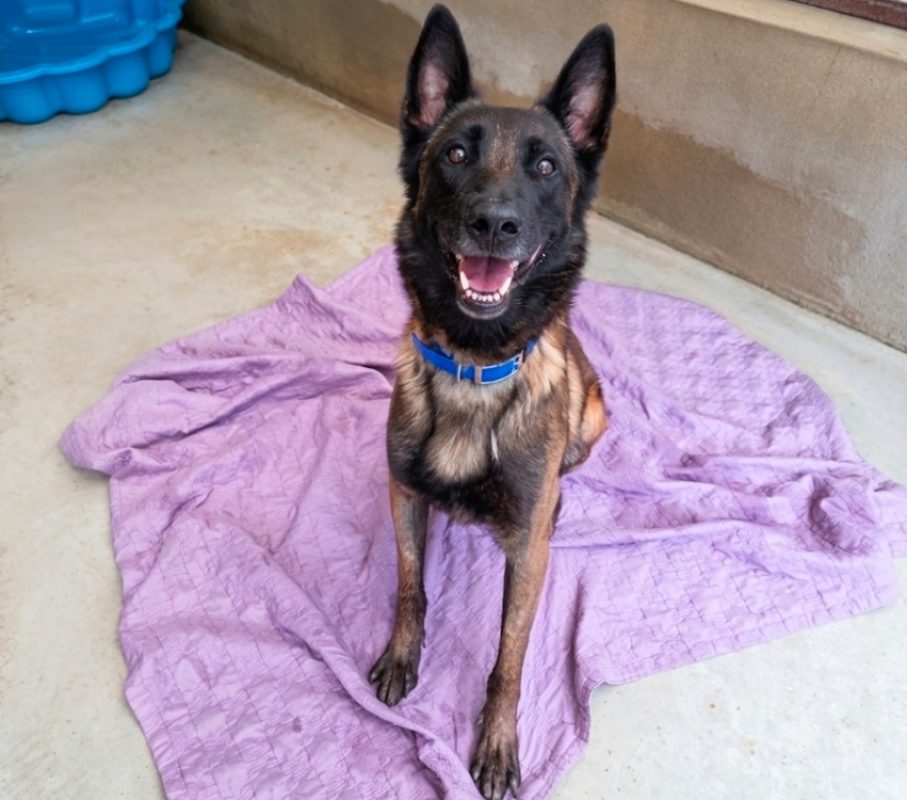 Thor reservé - Chien à adopter - photo 2
